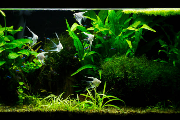 istock Fresh water planted aquarium with silver angelfish 1283592209