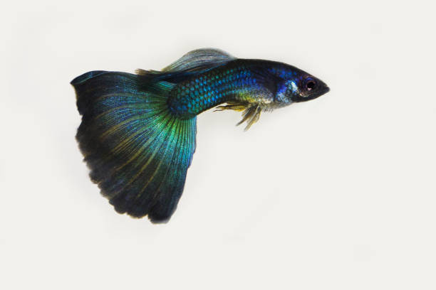 istock Male blue moscow guppy on white 1283592255