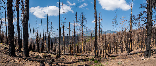 In July of 2019 the Museum Fire of Northern Arizona burned 1,961 acres of Ponderosa pine and mixed conifer forest. This was caused by a forest-thinning project which was originally undertaken to help prevent devastating wildfires. The fire was started from a piece of heavy equipment striking a rock and sparking the blaze. Nearby neighborhoods were forced to evacuate. According to the National Forest Service, the fire cost $9 million before it was brought under control. This section of burned trees was photographed from the Sunset Trail in the Coconino National Forest near Flagstaff, Arizona, USA.