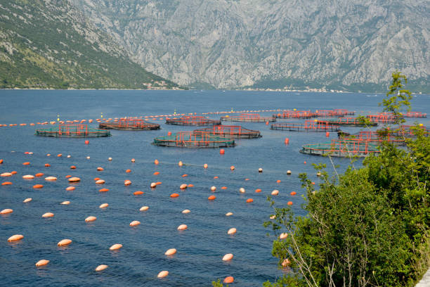 istock Cages for shellfish farming in the sea 1283592378