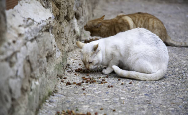 gatti randagi che mangiano per strada - domestic cat animals feeding pet food food foto e immagini stock