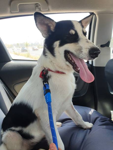 istock Happy dog travels in a car 1283594132