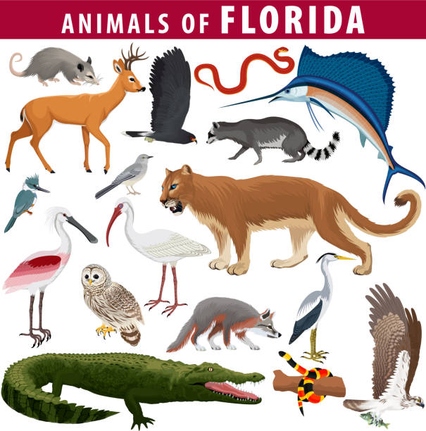 illustrazioni stock, clip art, cartoni animati e icone di tendenza di set vettoriale - animali della florida: gufo sbarrato, cervo chiave, osprey, aquilone lumaca, opossum, serpente corallo, serpente ratto everglades, puma cougar, racoon, volpe grigia, spatola, mockingbird, ibis, airone e pesce vela - wild striped bass