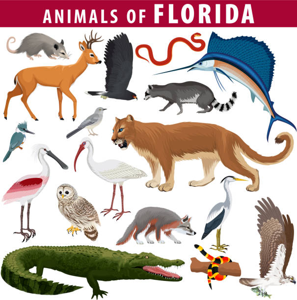 ベクターセット - フロリダの動物:禁じられたフクロウ、キー鹿、オスプレイ、カタツムリカイト、オポッサム、サンゴヘビ、エバーグレーズラットヘビ、プーマクーガー、ラクーン、灰色の - rat snake illustrations点のイラスト素材／クリップアート素材／マンガ素材／アイコン素材