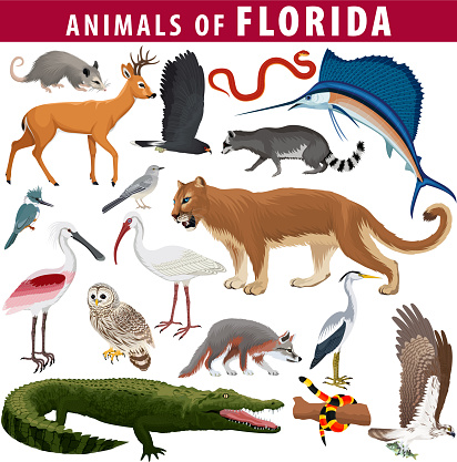 vector set - animals of Florida: barred owl, key deer, osprey,  snail kite, opossum, coral snake, Everglades rat snake, Puma Cougar, racoon, grey fox, spoonbill, Mockingbird, ibis, heron and sailfish