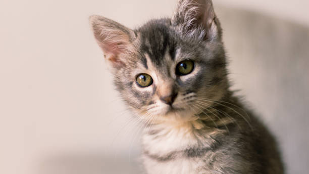 istock Lovely grey little kitten being curious 1283596008