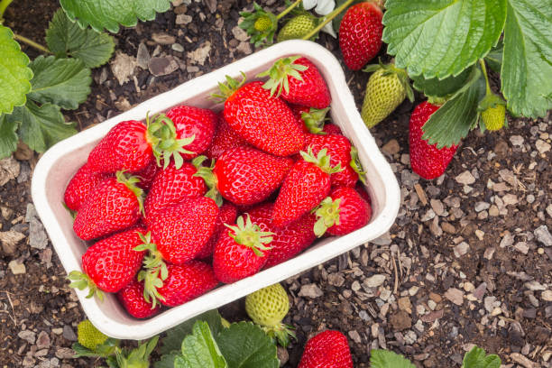 freshly picked ripe strawberries in cardboard punnet in organic garden closeup of freshly picked ripe strawberries in cardboard punnet in organic garden punnet strawberries stock pictures, royalty-free photos & images