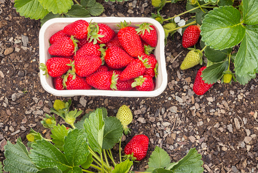 closeup of strawberry plants in organic garden with freshly picked ripe strawberries in cardboard punnet