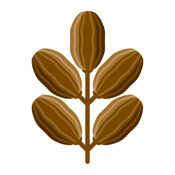 Dates Icon on Transparent Background A flat design Ramadan icon on a transparent background (can be placed onto any colored background). File is built in the CMYK color space for optimal printing. Color swatches are global so it’s easy to change colors across the document. No transparencies, blends or gradients used. fruit of islam stock illustrations