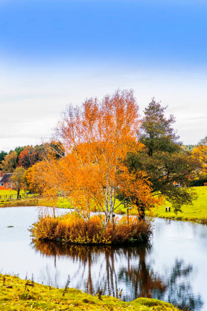 istock branch tree forest light isolated green lush sunshine autumn 1283596751