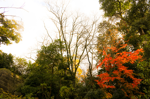 Scenery outside Kanazawa Castle Park in Autumn