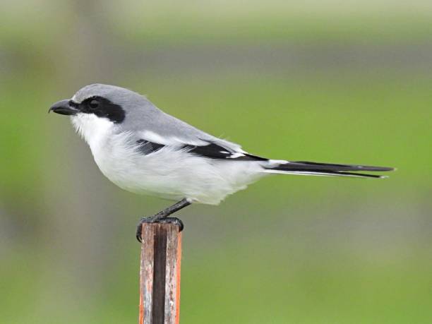 istock Loggerhead Shrike (Lanius ludovicianus) perched on a wood post 1283598034