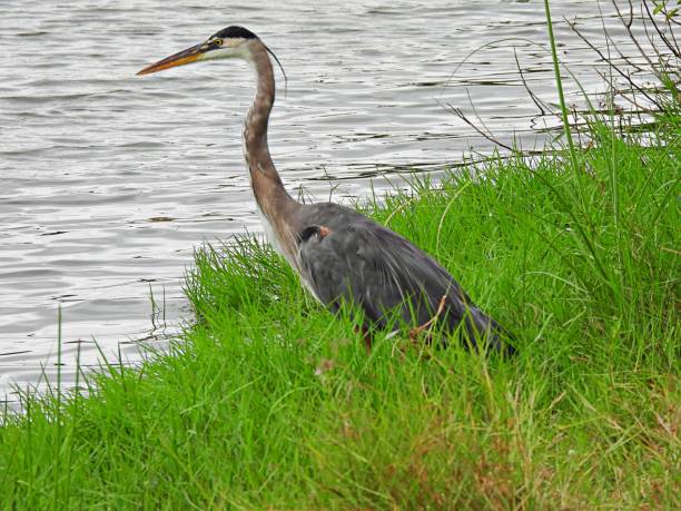 istock Great Blue Heron (Ardea herodias) standing in the grass looking at the lake 1283598820