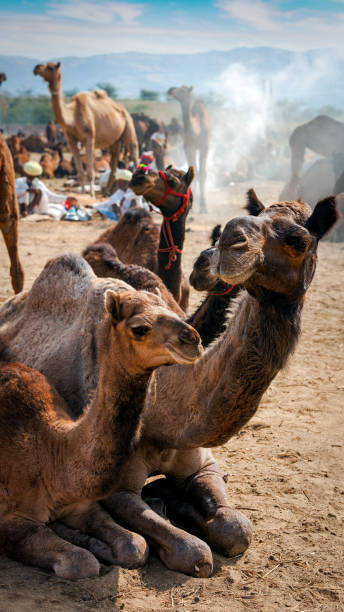 istock Camels at Pushkar Mel (Pushkar Camel Fair) in Pushkar, Rajasthan, India 1283600560