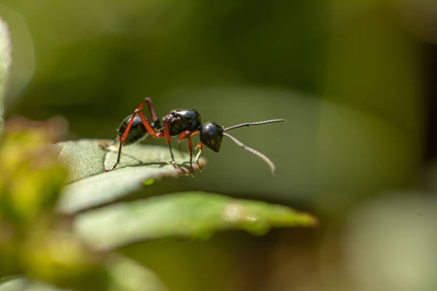 An ant on green leave of abstract blurred background