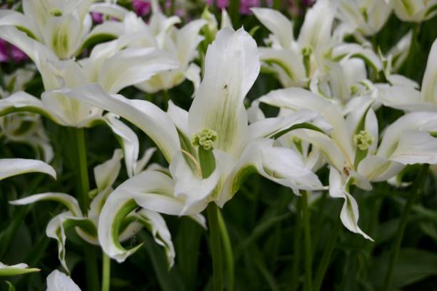 istock White and Green Tulip Closeup 1283602283