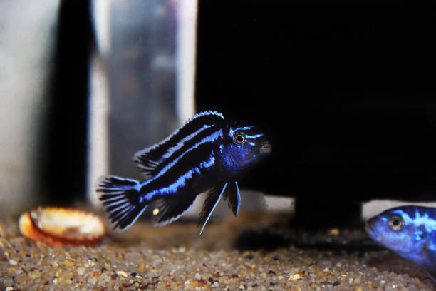 maingano african cichlid z jeziora malawi - (melanochromis cyaneorhabdos) - rock beauty zdjęcia i obrazy z banku zdjęć