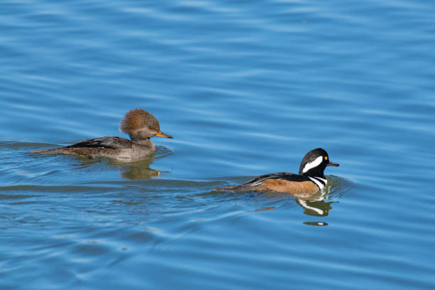 istock Hooded Merganser ducks swimming on quiet pond 1283603589