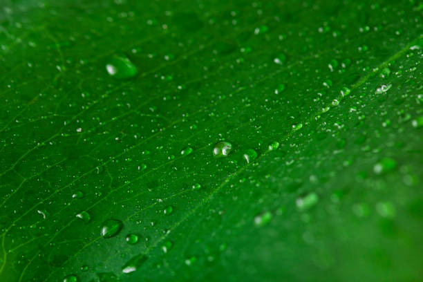 superficie de la hoja de monstera con gotas de agua - water rainforest frond tropical climate fotografías e imágenes de stock