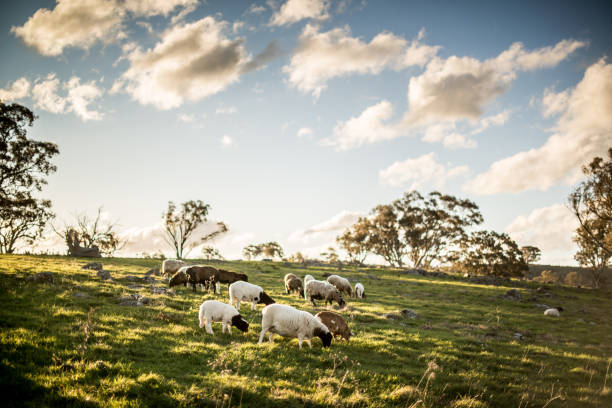 istock Flock of sheep on hillside 1283604802
