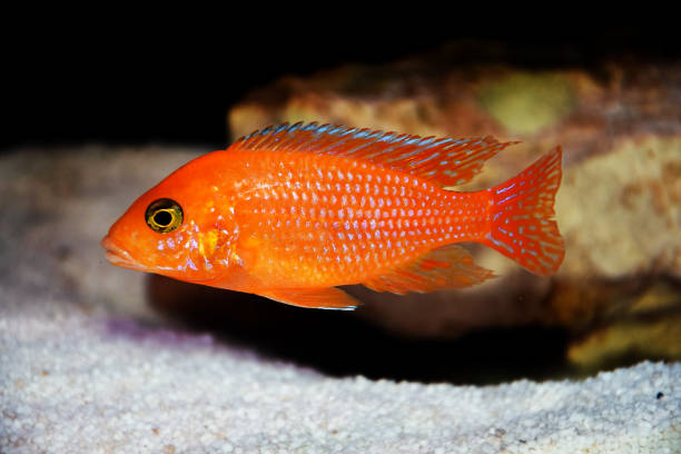 istock Red zebra Afican cichlid - Maylandia estherae 1283604814