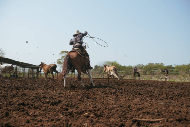 Western cowboys riding horses, roping wild cow. Western cowboys riding horses, roping wild cow. Cowboys riding horses running on a sandy ground. muster station stock pictures, royalty-free photos & images