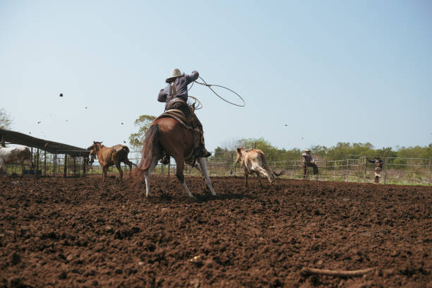 cowboys ocidentais montando cavalos, roping vaca selvagem. - cattle station - fotografias e filmes do acervo