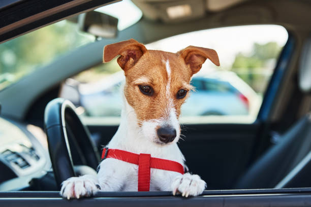 istock Dog looking out of car window. 1283606122