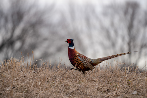 Pheasant running in a field.