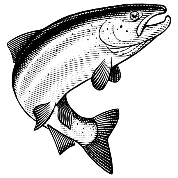 Leaping Salmon Illustration of a leaping Atlantic Salmon in a vintage style. salmon stock illustrations