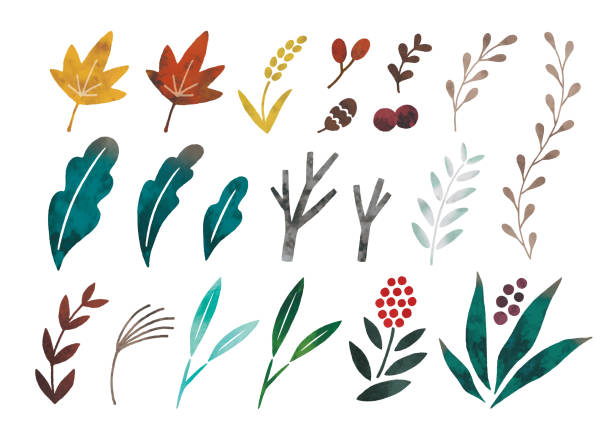 ilustrações de stock, clip art, desenhos animados e ícones de watercolor plants icons set - folha vermelha ilustrações