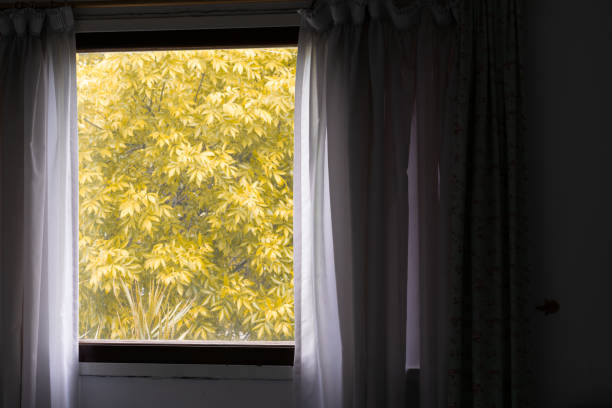 istock window with background of yellowed leaves 1283608949