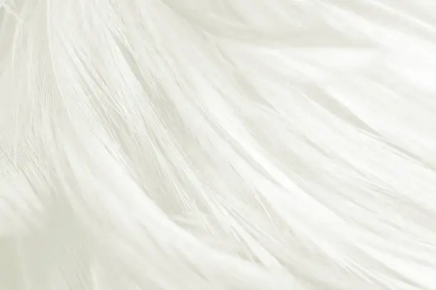 Photo of White feather texture background