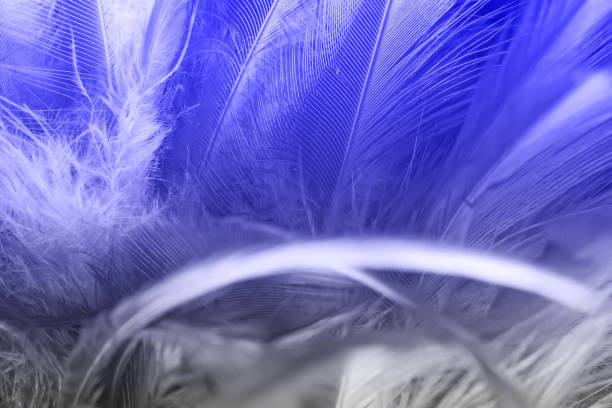 istock Violet color trends chicken feather texture background 1283609691