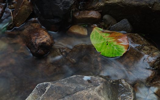 A fallen decayed leaf between waterfall flow on rock