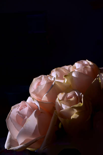 istock A bouquet of roses 1283611110
