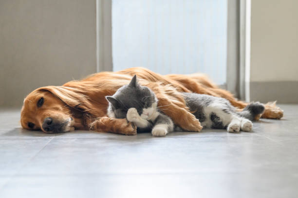istock British Shorthair and Golden Retriever 1283611228