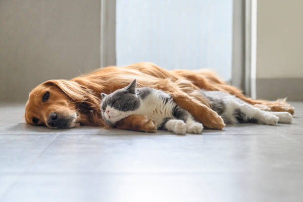 istock British Shorthair and Golden Retriever 1283611231