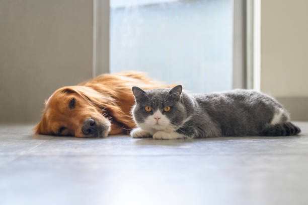 istock British Shorthair and Golden Retriever 1283611234
