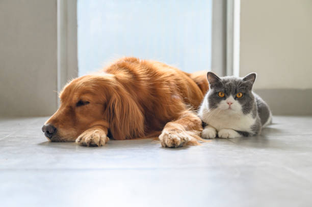 istock British Shorthair and Golden Retriever 1283611238