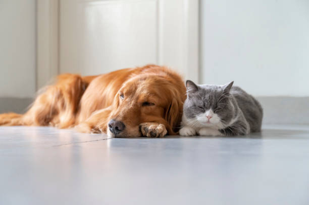 istock British Shorthair and Golden Retriever 1283611240