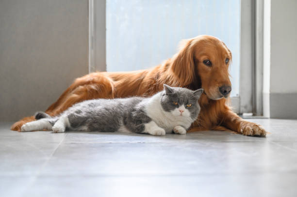 istock British Shorthair and Golden Retriever 1283611247