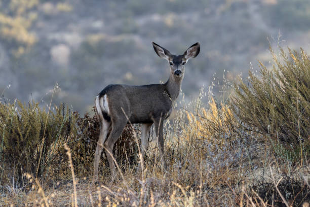 istock Young Deer Rocky Peak Park California 1283612622