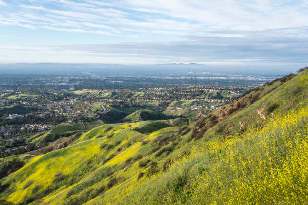 suburban wildflower hills north los angeles californie - northridge photos et images de collection