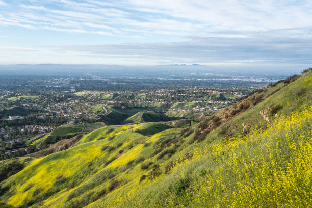 郊外ワイルドフラワーヒルズノースロサンゼルスカリフォルニア - northridge ストックフォトと画像