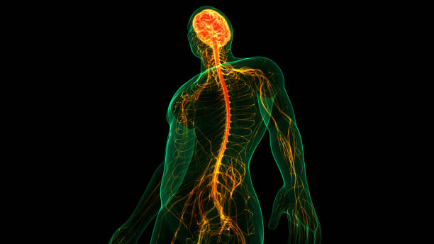 istock Central Organ of Human Nervous System Brain Anatomy 1283614344