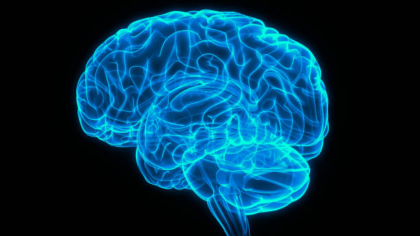 istock Central Organ of Human Nervous System Brain Anatomy 1283614346