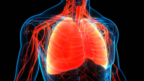istock Human Respiratory System Lungs Anatomy 1283614888