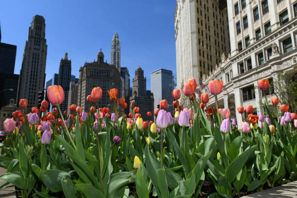 Tulips in Chicago stock photo