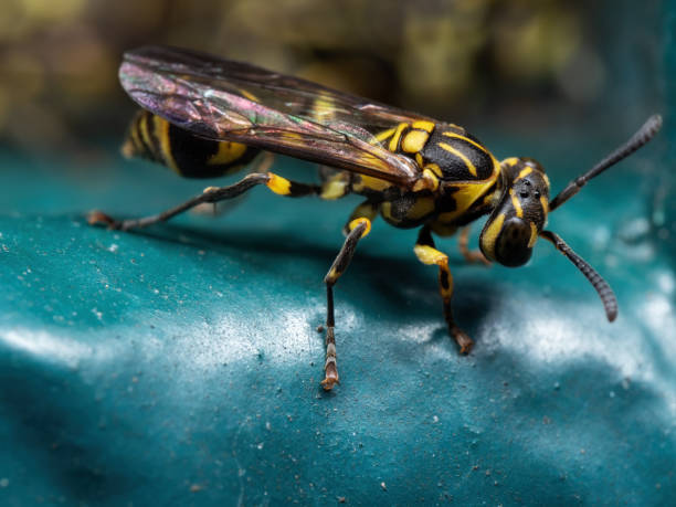 istock Macro Photo of Wasp on Turquoise Floor 1283619244
